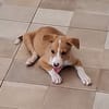 ZÉLIE, chiot femelle Berger Créole