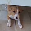ZÉLIE, chiot femelle Berger Créole