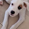 ARCHIE, chiot mâle Berger Créole