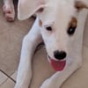 ARCHIE, chiot mâle Berger Créole