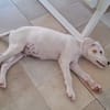 ARCHIE, chiot mâle Berger Créole