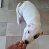 ARCHIE, chiot mâle Berger Créole