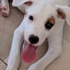 ARCHIE, chiot mâle Berger Créole