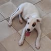 ARCHIE, chiot mâle Berger Créole
