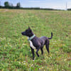 TILOUP Croisé Labrador