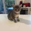 Simone