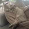 Merlin