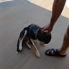 MANOLITO