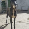 JULIETA