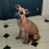 Anuka, femelle berger, née le 15/06/2025 🐶