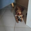 Anuka, femelle berger, née le 15/06/2025 🐶