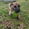 Anuka, femelle berger, née le 15/06/2025 🐶