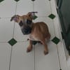 Anuka, femelle berger, née le 15/06/2025 🐶