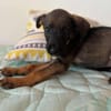 Brownie, femelle croisée berger, née le 01/08/2025 🐶