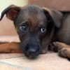 Brownie, femelle croisée berger, née le 01/08/2025 🐶