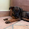 Brownie, femelle croisée berger, née le 01/08/2025 🐶