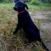 Dobbie, femelle berger, née le 21/06/2025 🐶