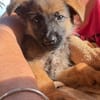 Felpo, mâle croisé berger, né le 01/08/2025 🐶