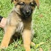 Felpo, mâle croisé berger, né le 01/08/2025 🐶