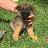 Felpo, mâle croisé berger, né le 01/08/2025 🐶