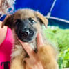 Felpo, mâle croisé berger, né le 01/08/2025 🐶
