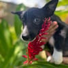 Muscat, femelle croisée berger, née le 01/07/2025 🐶
