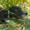 Muscat, femelle croisée berger, née le 01/07/2025 🐶