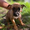 Rolly, femelle croisée berger, née le 01/08/2025 🐶