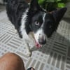 OREO