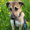 Rüdiger, freundlich, lieb, sucht Familie