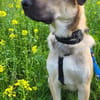 Rüdiger, freundlich, lieb, sucht Familie