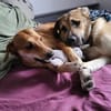 Rüdiger, freundlich, lieb, sucht Familie