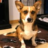 Tanja Corgi Mix 3 Jahre 30 cm