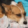 Tanja Corgi Mix 3 Jahre 30 cm