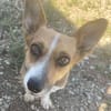 Tanja Corgi Mix 3 Jahre 30 cm