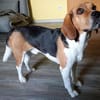 Freundl. Beaglerüde- 45879 Gelsenkirchen