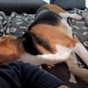 Freundl. Beaglerüde- 45879 Gelsenkirchen