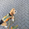 Freundl. Beaglerüde- 45879 Gelsenkirchen