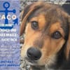 Paco - zuckersüßer Welpenbub!