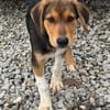 Paco - zuckersüßer Welpenbub!