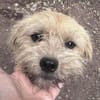 Peggy mit den Knopfaugen sucht Familie