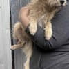 Peggy mit den Knopfaugen sucht Familie