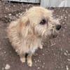 Peggy mit den Knopfaugen sucht Familie