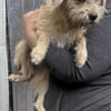 Peggy mit den Knopfaugen sucht Familie
