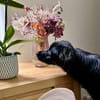 Zuckerknopf Bailey sucht seine Familie
