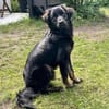 Zuckerknopf Bailey sucht seine Familie