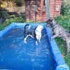 Amara sucht geduldiges Zuhause