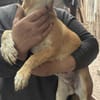 Sophia, suche Euch und Körbchen