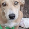 Sophia, suche Euch und Körbchen