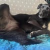 Inanna aus Viersen sucht ein Zuhause!